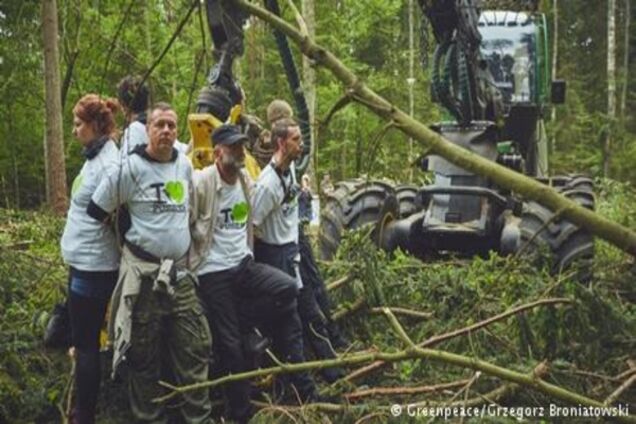 Суд ЄС тимчасово заборонив Польщі вирубку лісу в Біловезькій пущі