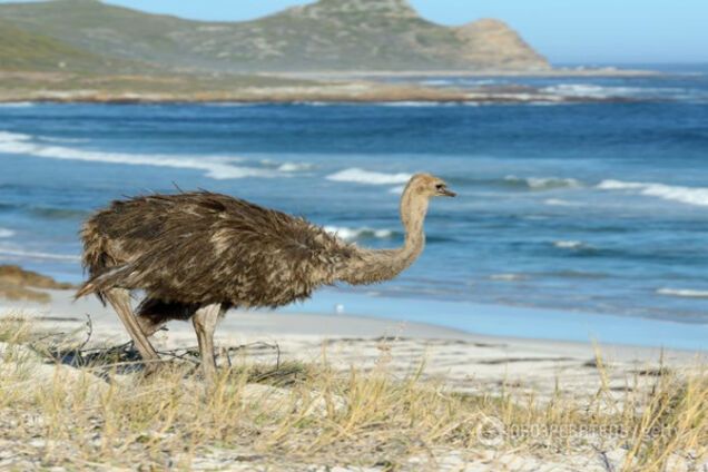 Премия 'Страуса': последнее утро 'Малороссии', необучаемый Трамп и Дроздовский марш