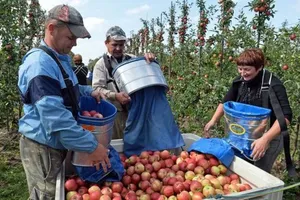 украинские заробитчане в польше