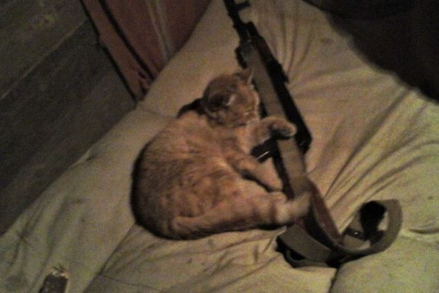 Кошки на войне