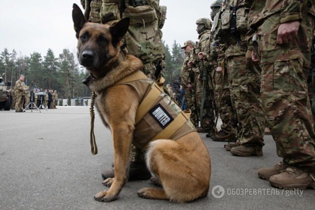 Собака в армии