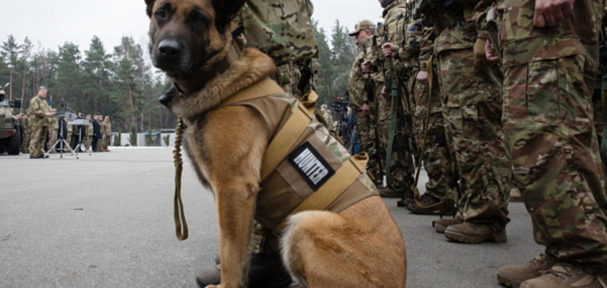 Собака в армии