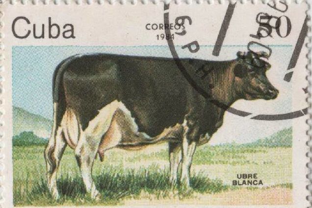 Белое Вымя, корова, Куба