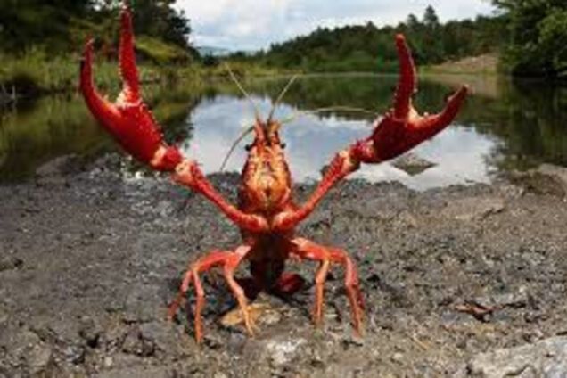 Запорожские браконьеры попались на горячем