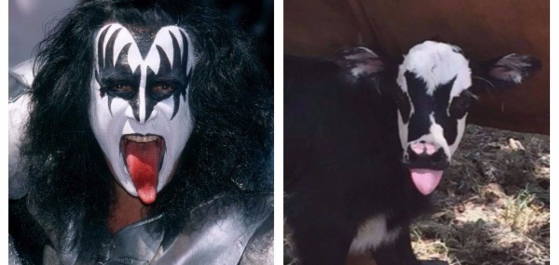 Джин Симмонс и теленок