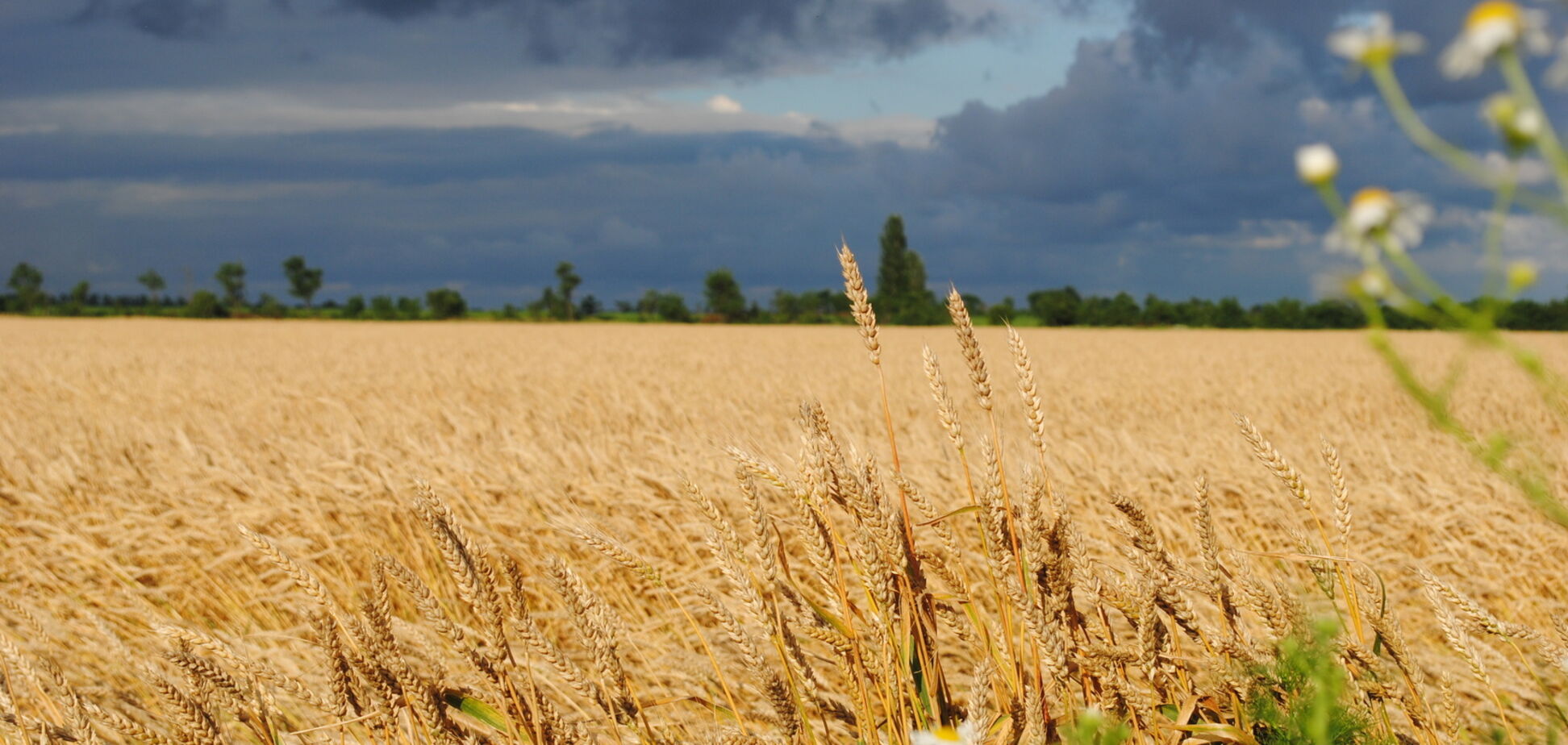 'В полях у фермерів': в мережі розповіли про нелегальний бізнес 'АТОшників'