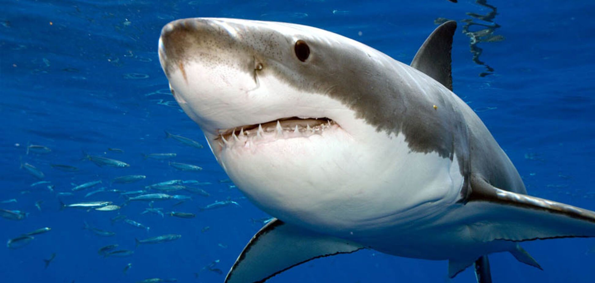 Кривавий напад акули в Єгипті: українка розповіла про новий випадок