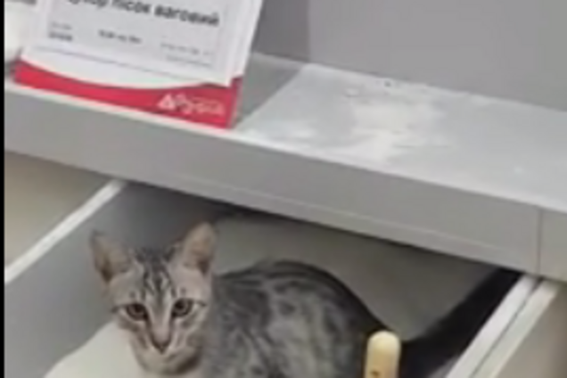 Ваша киска купила бы сахар? В киевском супермаркете кошка оставила мокрый 'сюрприз' сладкоежкам