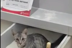 Кішка в супермаркеті