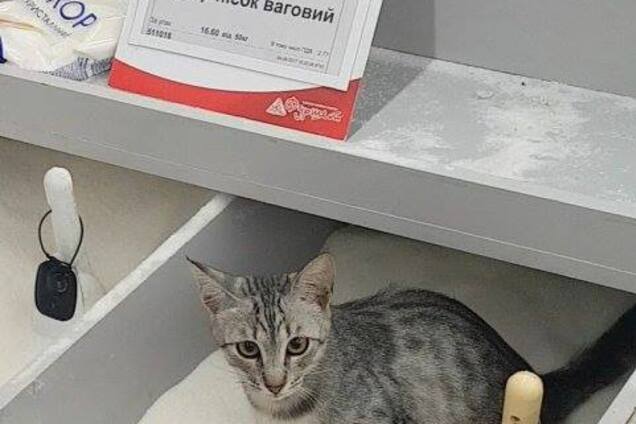 'Віддамо в хороші руки: в Києві супермаркет несподівано відреагував на мокрий' цукровий 'скандал