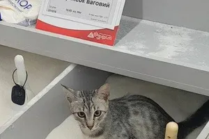"Отдадим в хорошие руки: в Киеве супермаркет неожиданно отреагировал на мокрый "сахарный" скандал