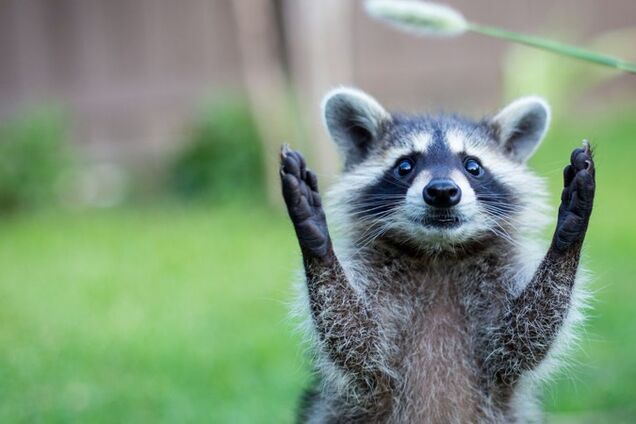 Все за Дарвіном: у Росії поліціянт застрелився, намагаючись вбити єнота