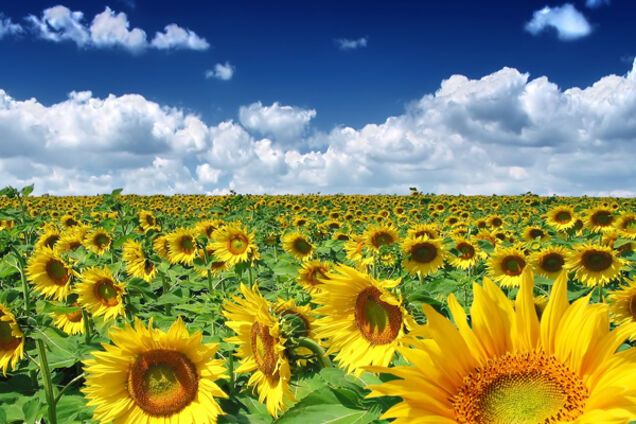 Успейте погреться: синоптик рассказала о погоде на выходных в Украине