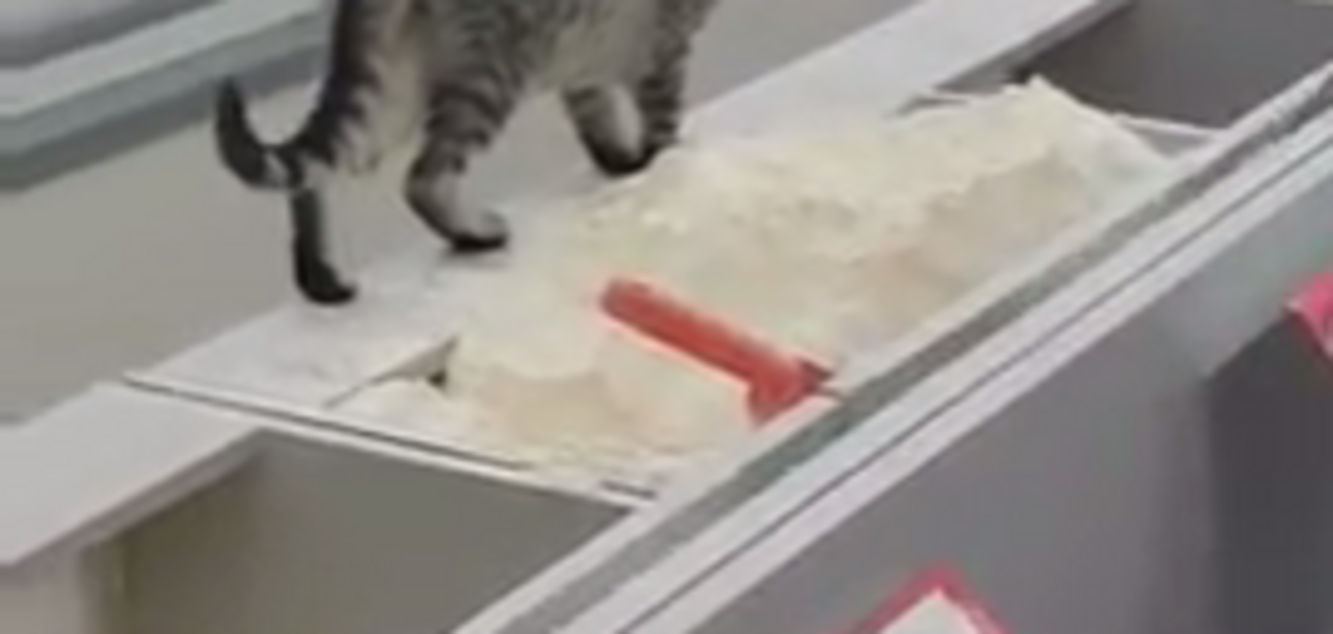 История с кошкой, подмочившей репутацию киевского супермаркета, получила развязку