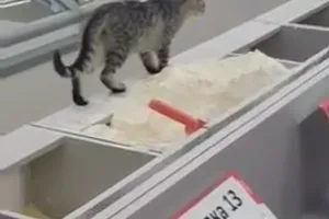Кошка в супермаркете