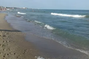 В Украине на берегу черноморского курорта нашли редкое животное