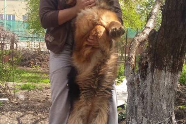 В Одессе разгорелся скандал из-за странного видео с собакой: украинцы разделились