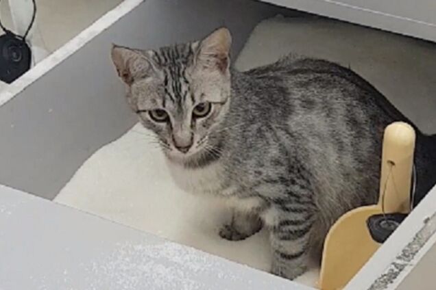 'Мокрый' скандал в супермаркете Киева: стало известно о судьбе кошки