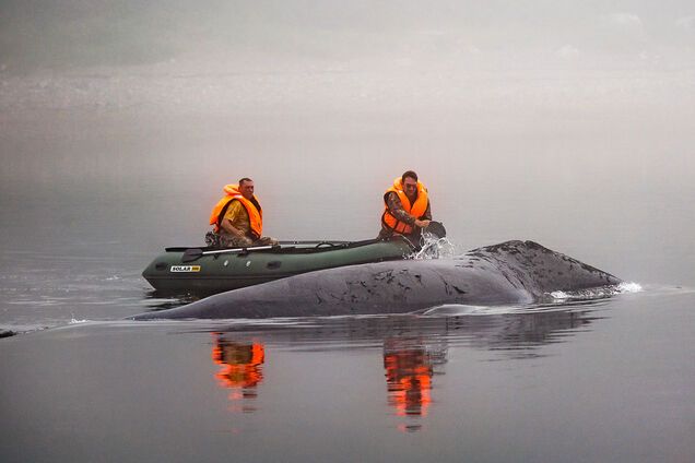 Операція 'врятувати кита': блогер викрив російські ЗМІ в тотальній брехні