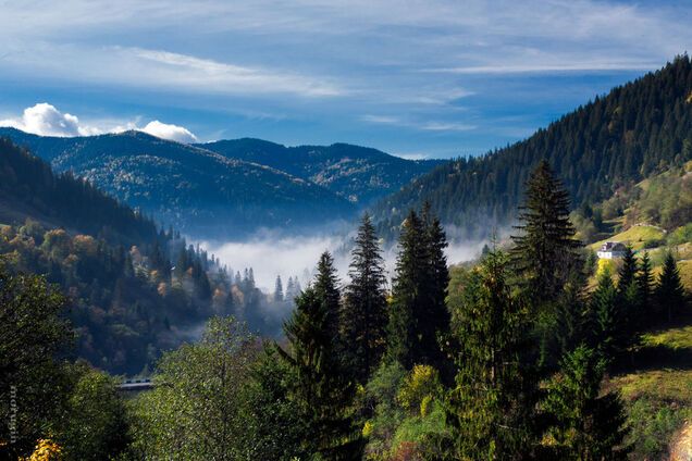 Вырубка леса в Карпатах: Рада приняла важное решение