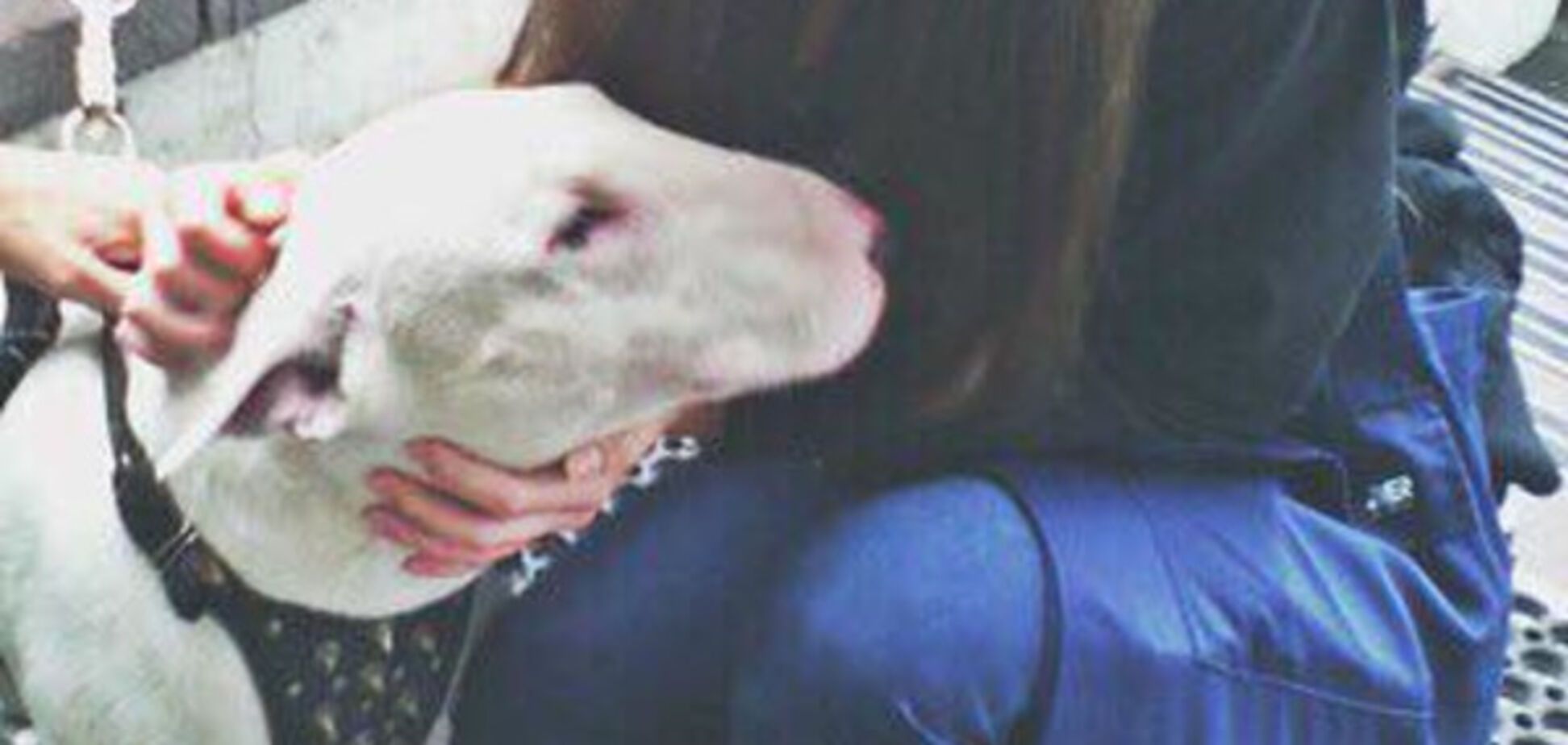 Травят собак