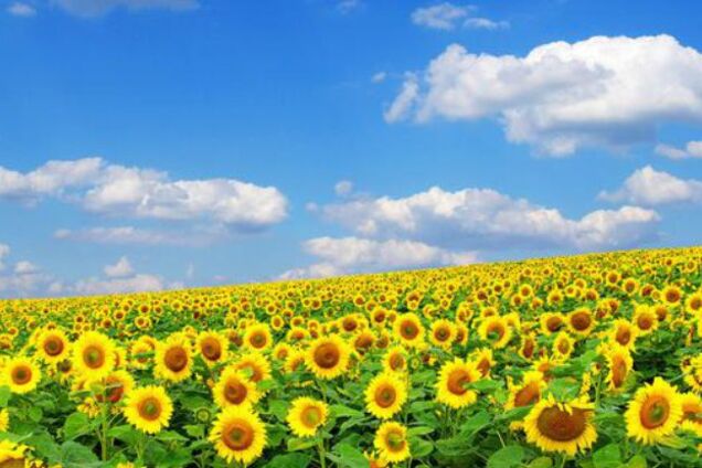 Как вздыхатели 'русского мира' День независимости Украины отмечали