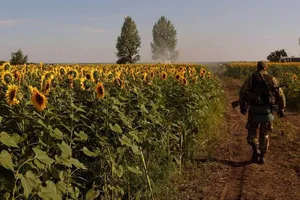 Кіборг, Україна, соняшники