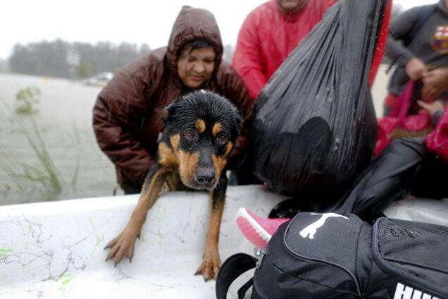 Подвиг заради домашніх вихованців: як американці рятують тварин від урагану 'Харві'