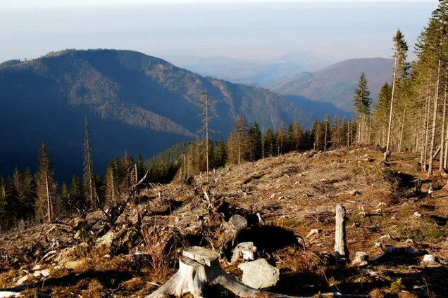 В Україні посилили відповідальність за незаконне вирубування лісу