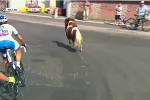 пони