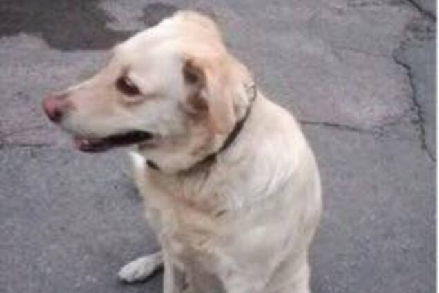 «Домашний, с ошейником»: в Киеве из машины выбросили собаку. Опубликованы фото