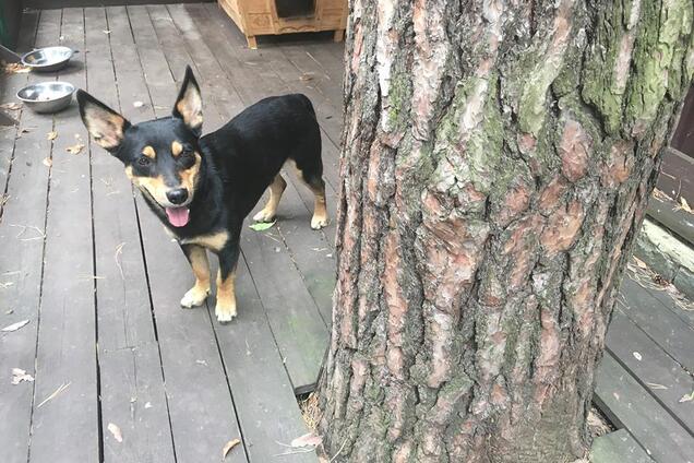 'Єщьо собак ми нє ловілі': вокалист 'Другої ріки' стал жертвой Барсика и ленивых копов