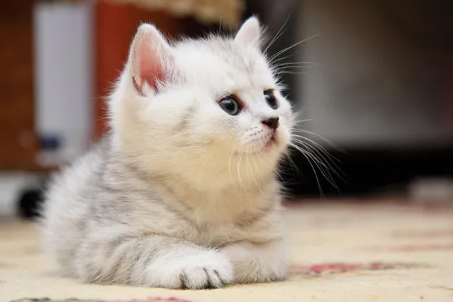 День кошек