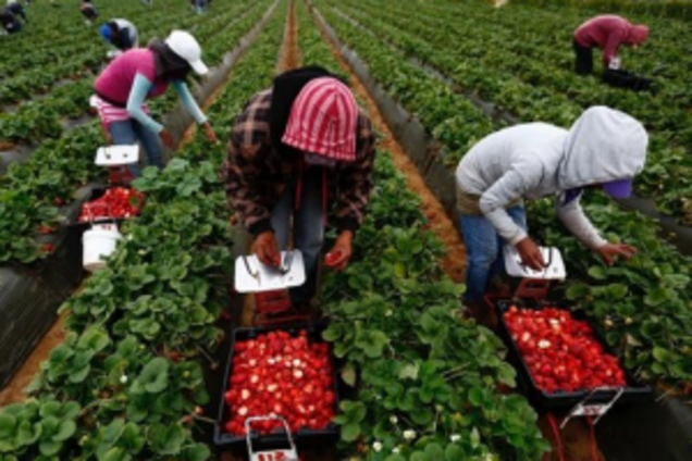 Їхали на ягоди: в Фінляндії зникла група українців-заробічтан