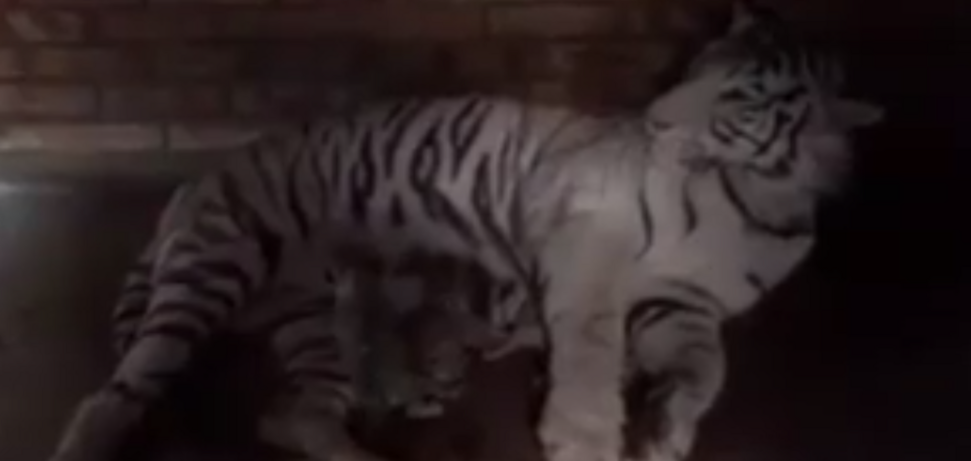 В українському зоопарку народилися унікальні білі тигренята: з'явилося відео