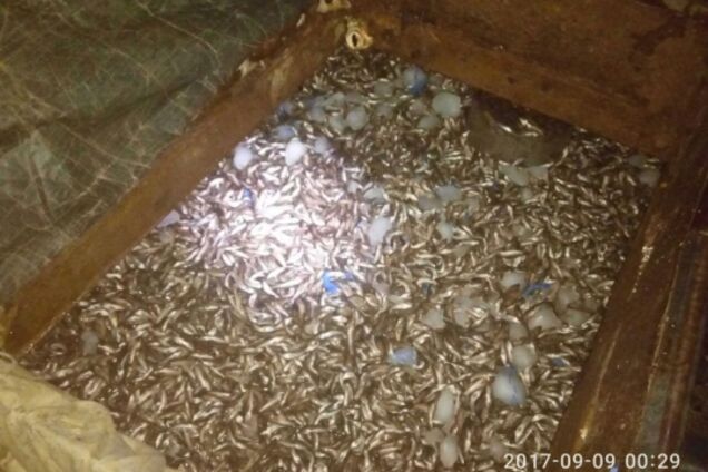 На полтора миллиона гривен бычка выловил запорожский браконьер