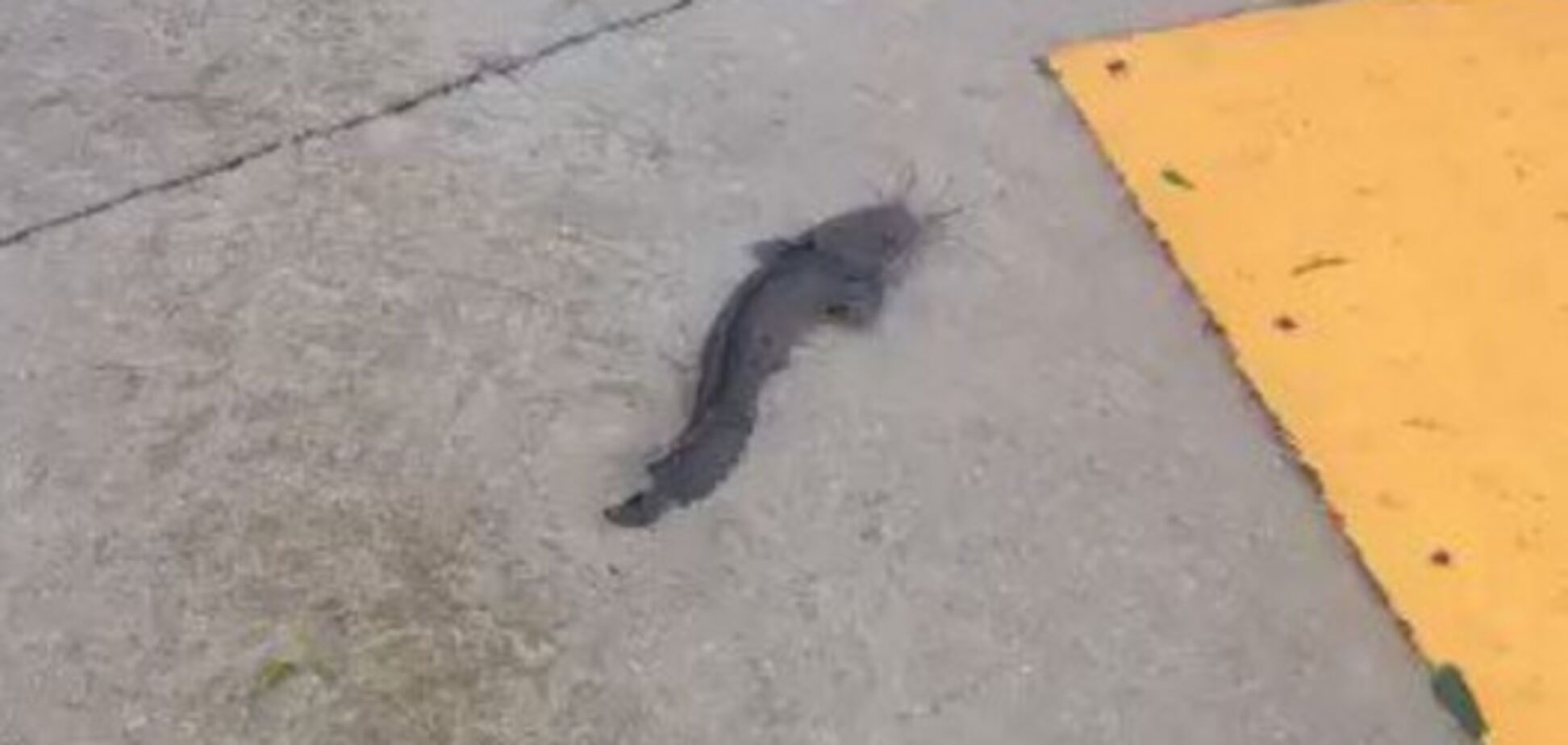 Ураган Ирма: в сети показали рыб, плавающих по улицам в США