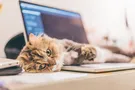 Спрашивали - отвечаем: зачем коту усы