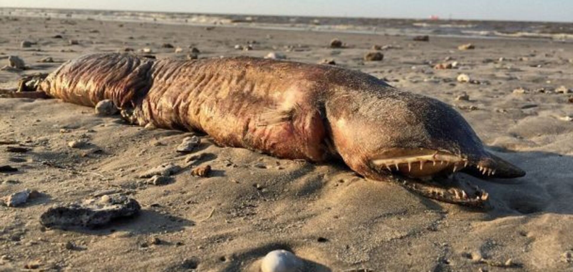 В США ураган выкинул на берег загадочное существо: опубликованы фото