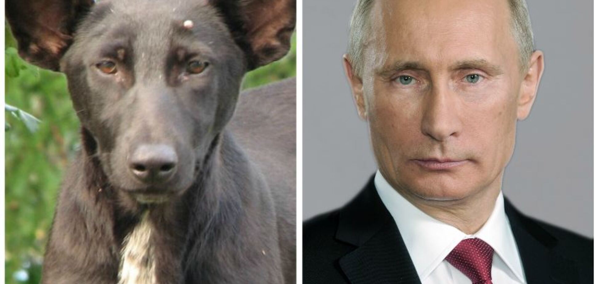 'Путін - собака': у Німеччині поставили крапку в скандалі з образою президента РФ