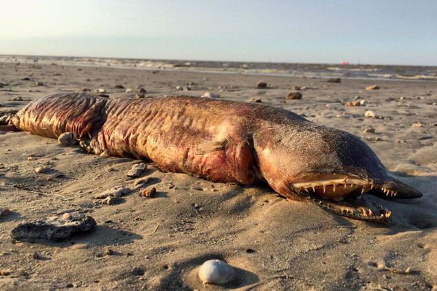 У США впізнали загадкового морського монстра, викинутого на берег ураганом 'Харві'