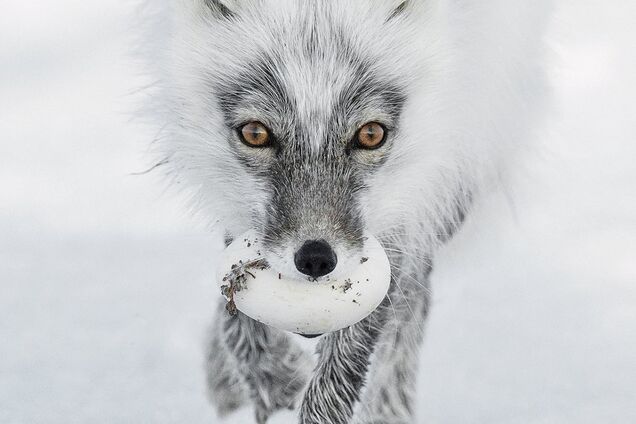 Опубликованы самые впечатляющие снимки дикой природы 2017 года