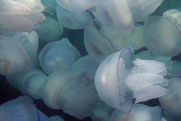 Зі щупальцями чорнильного кольору: Одесу атакували небезпечні морські істоти