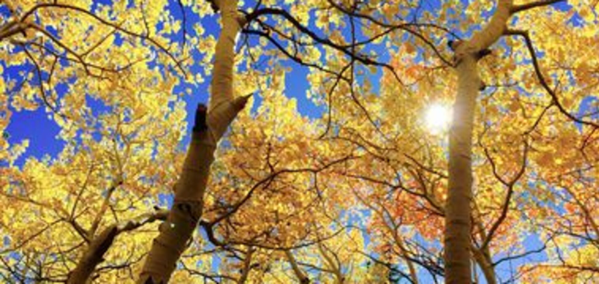 Дожди вместо жары: стал известен прогноз погоды на начало недели