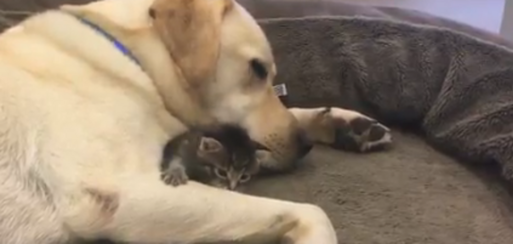 Лабрадор и котенок