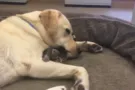 Лабрадор и котенок