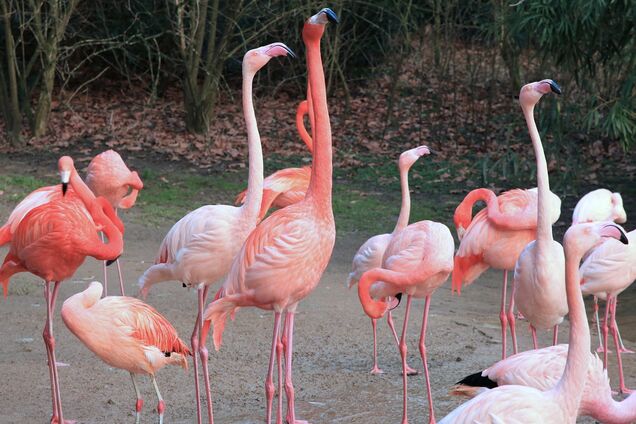 Занесло вітром: в Україні оселилася зграя рожевих фламінго