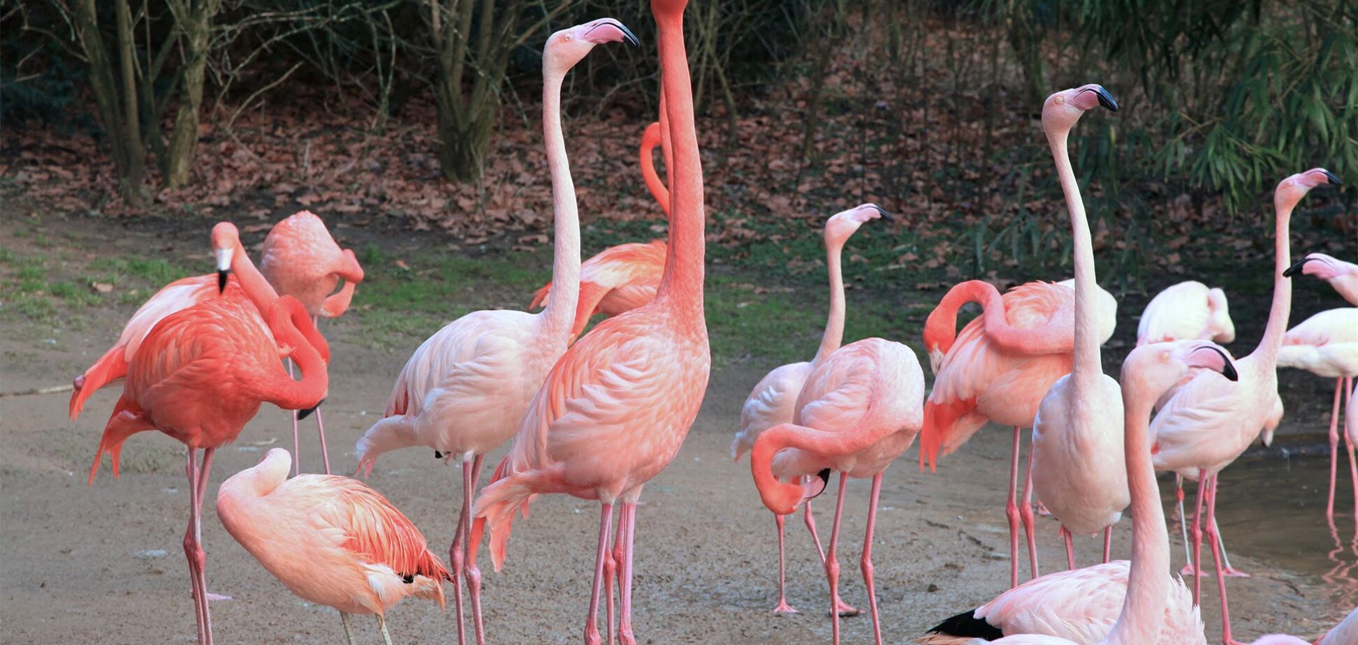 Занесло ветром: в Украине впервые поселилась стая розовых фламинго