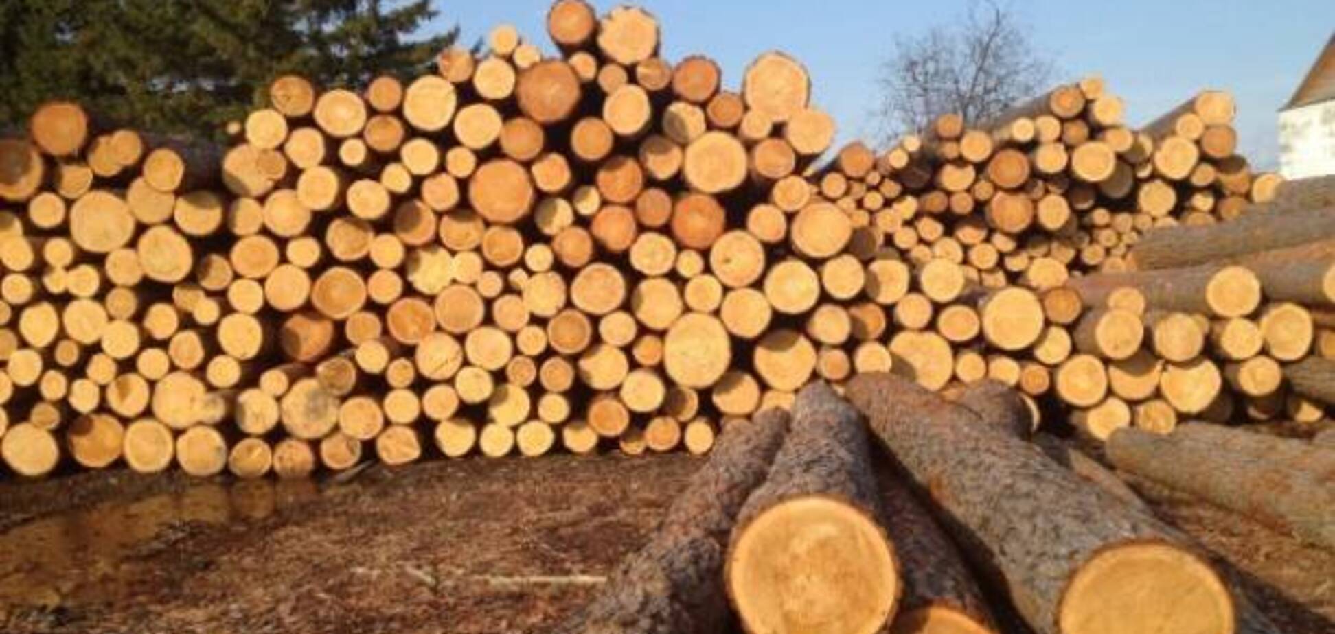 Що дав українцям мораторій на експорт лісу-кругляка