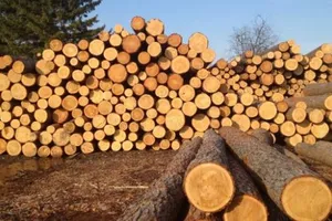 ліс-кругляк, Закарпаття